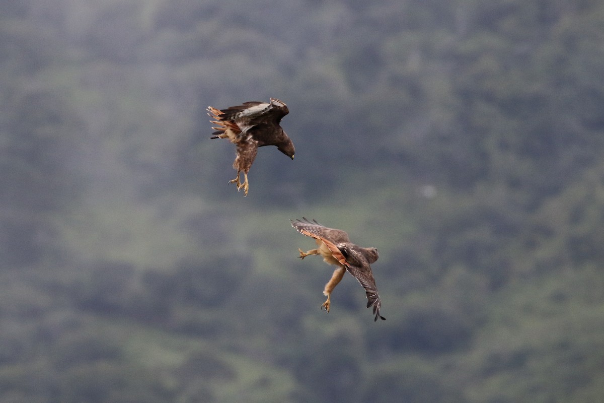 Red-tailed Hawk (kemsiesi/hadropus) - ML273522641