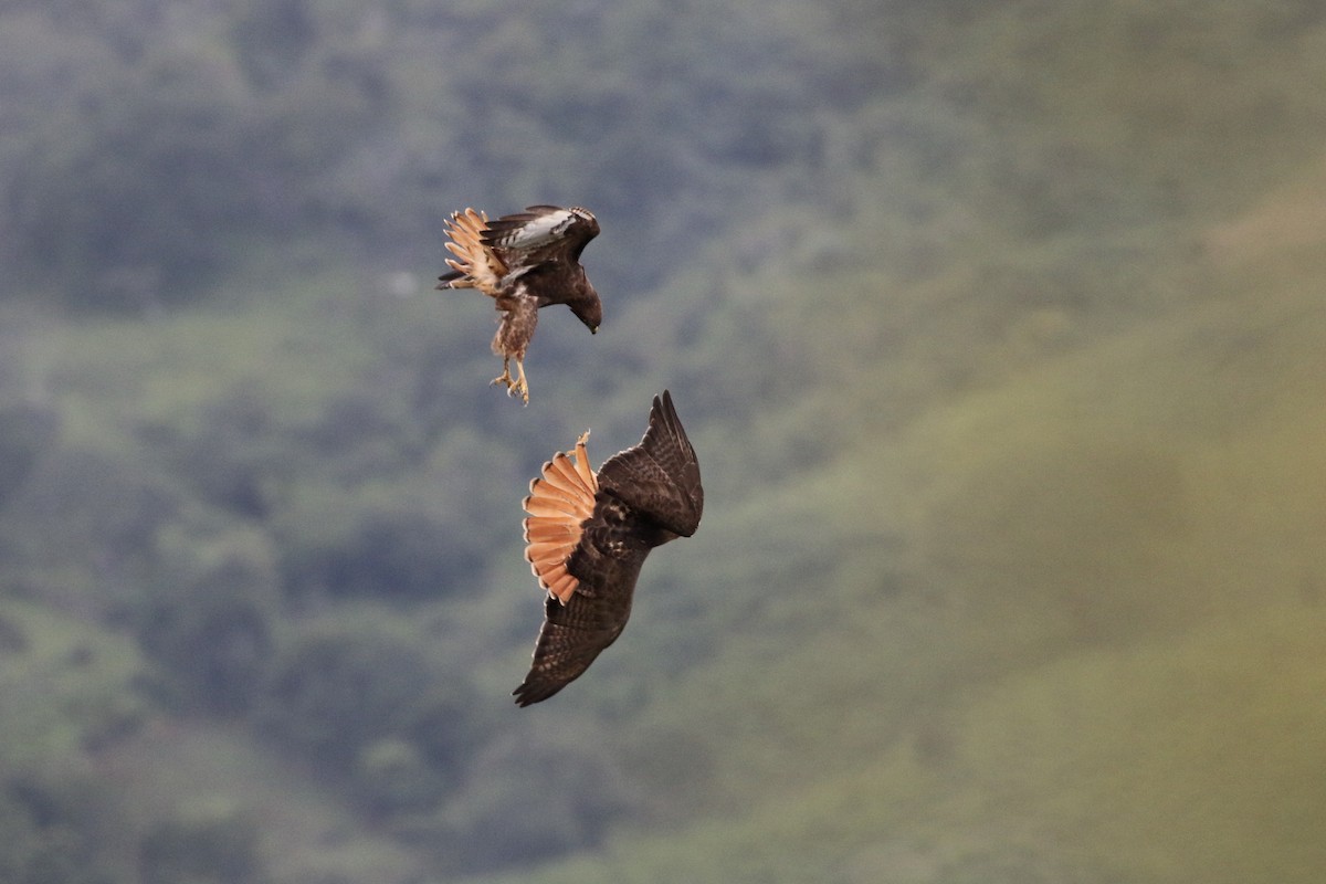 Red-tailed Hawk (kemsiesi/hadropus) - ML273522701