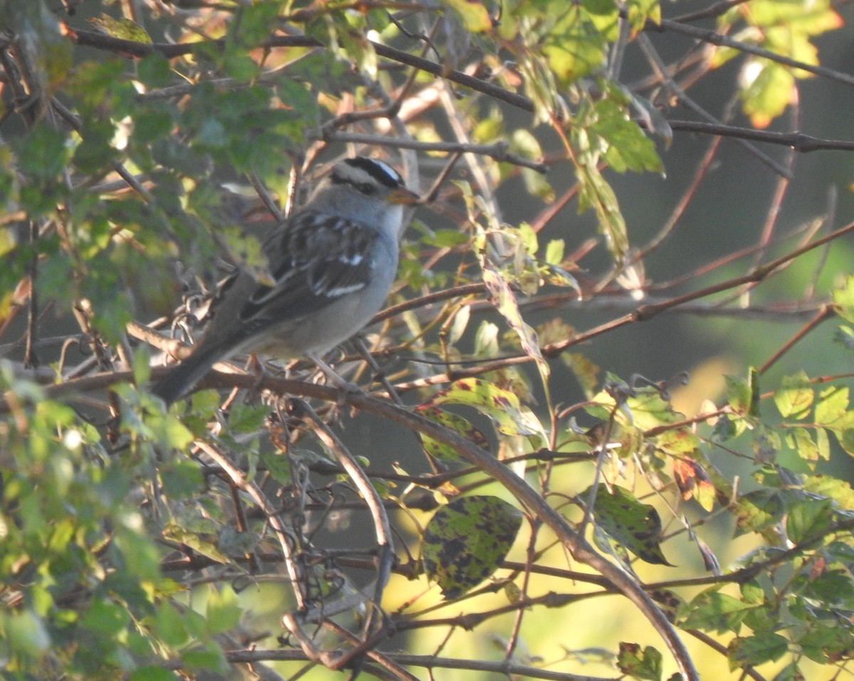 White-crowned Sparrow (Gambel's) - ML273523631