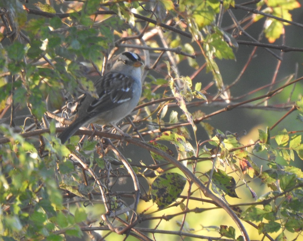 White-crowned Sparrow (Gambel's) - ML273523641