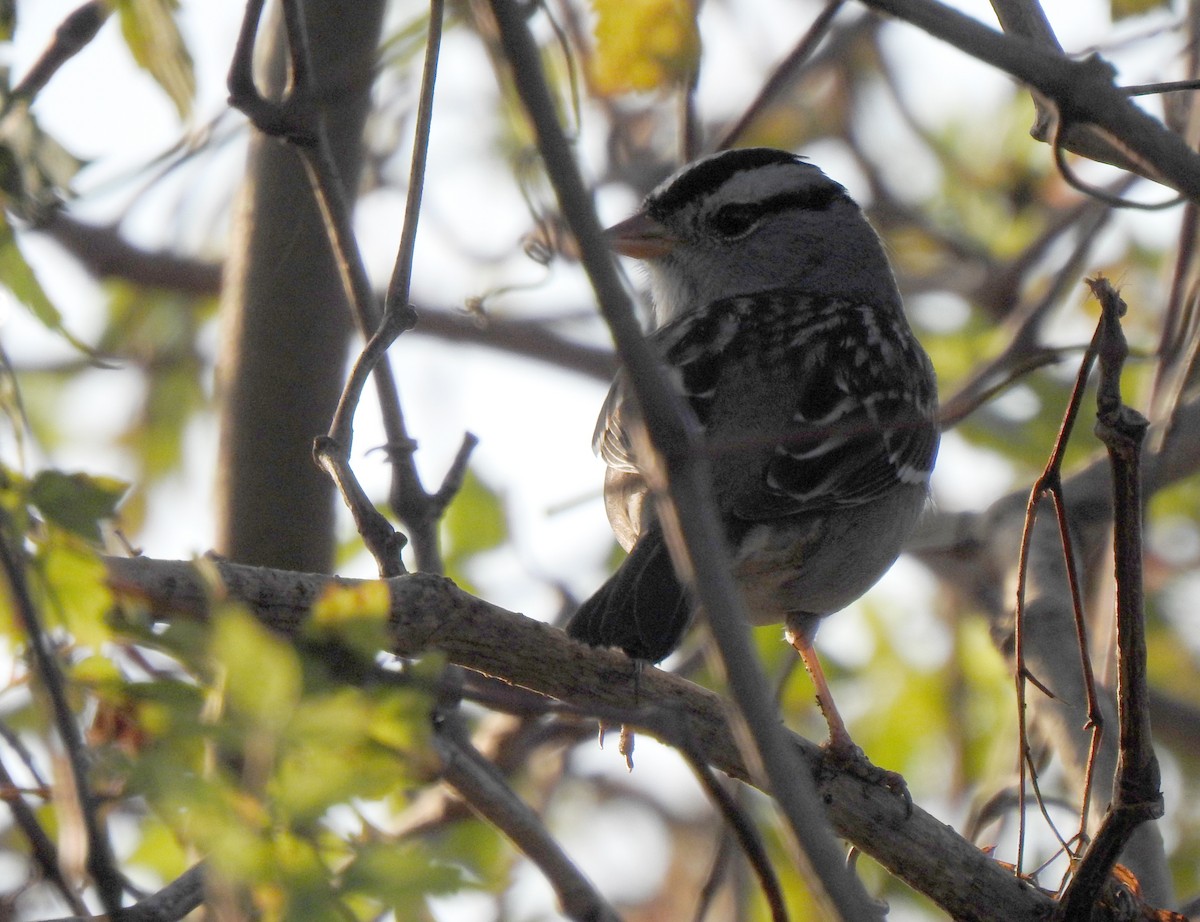 White-crowned Sparrow (Gambel's) - ML273523851