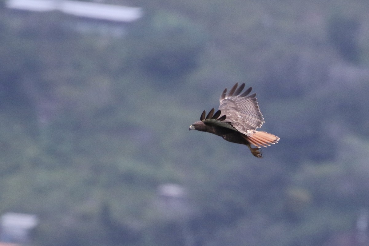 Red-tailed Hawk (kemsiesi/hadropus) - ML273524021