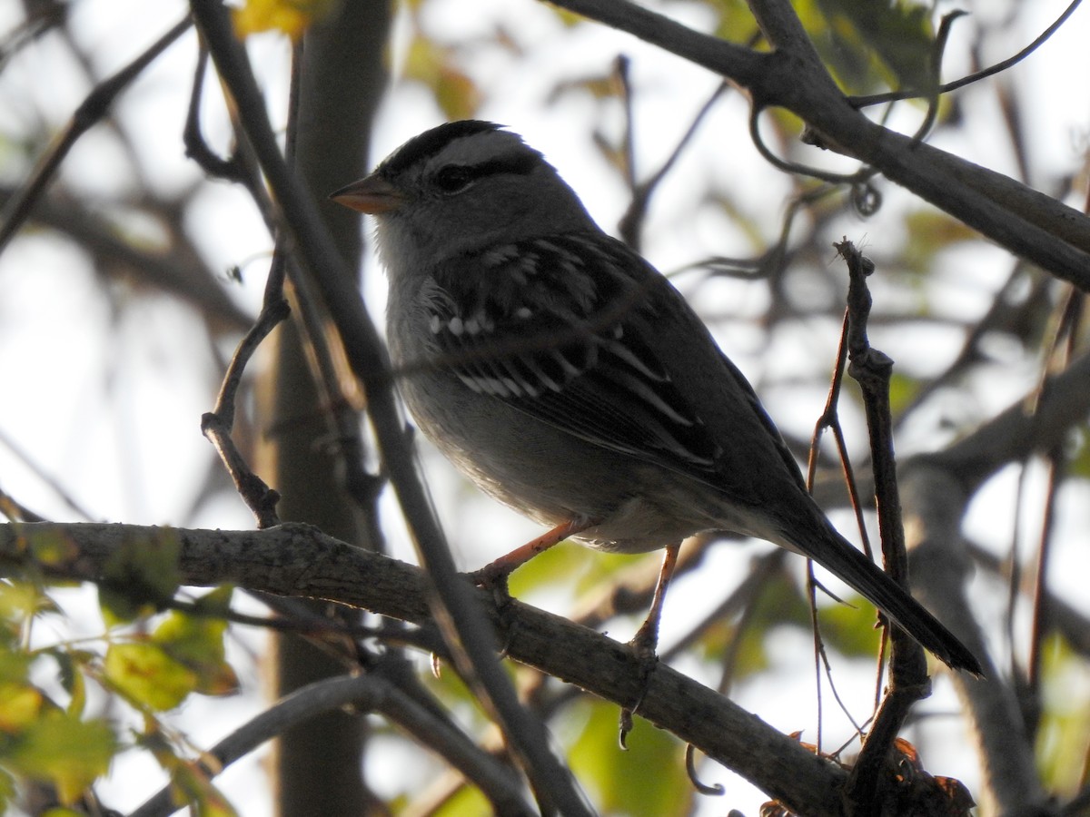 White-crowned Sparrow (Gambel's) - ML273524301