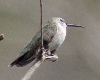 Ruby-throated Hummingbird - Brad Singer