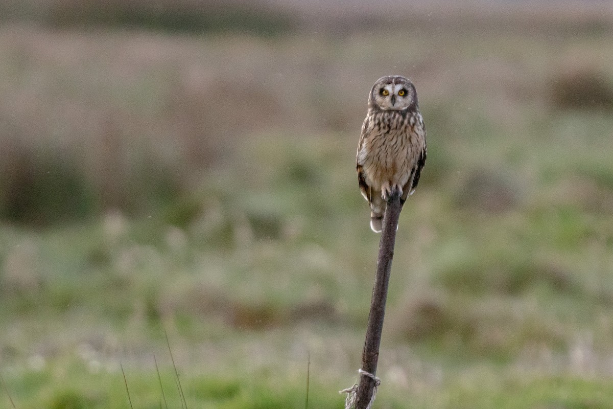 Short-eared Owl - ML273525881