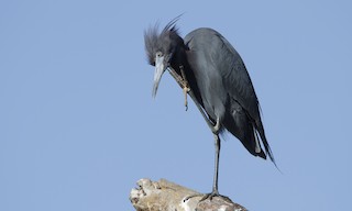  - Little Blue Heron