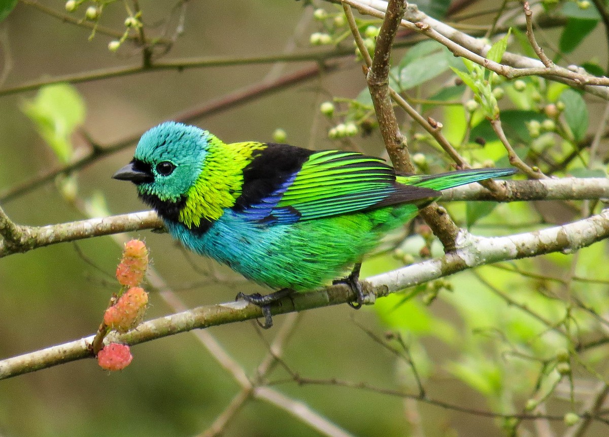 Green-headed Tanager - ML273528321