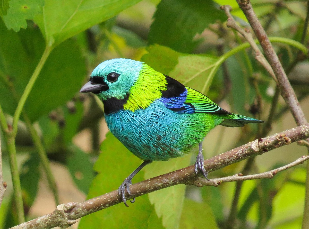 Green-headed Tanager - ML273528361