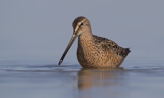  - Long-billed Dowitcher