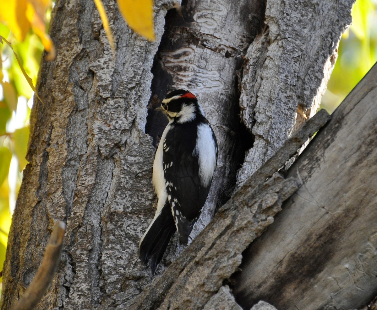 Downy Woodpecker - ML273529781