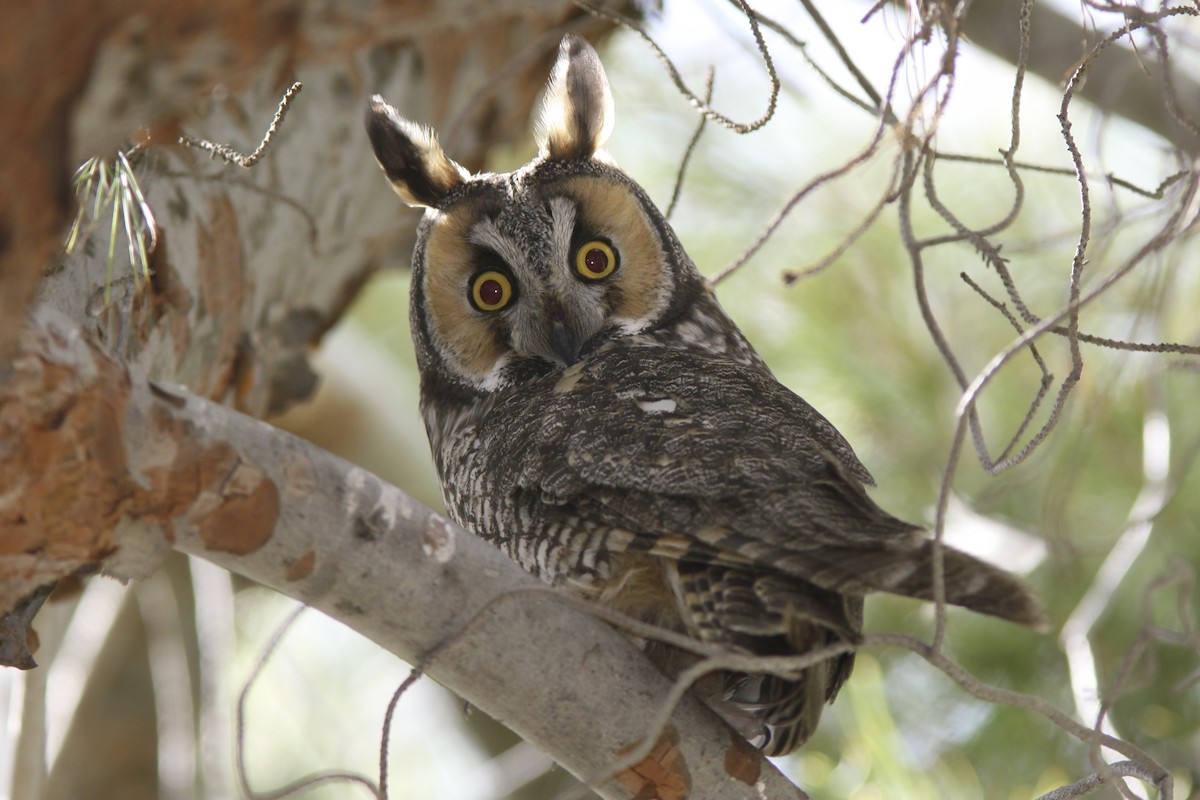 Long-eared Owl - Brian Sullivan