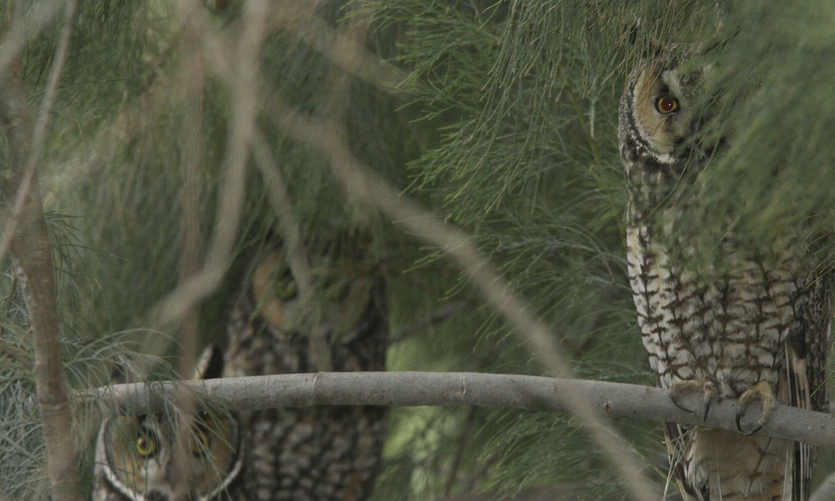 Long-eared Owl - Brian Sullivan