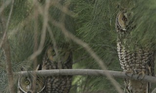  - Long-eared Owl