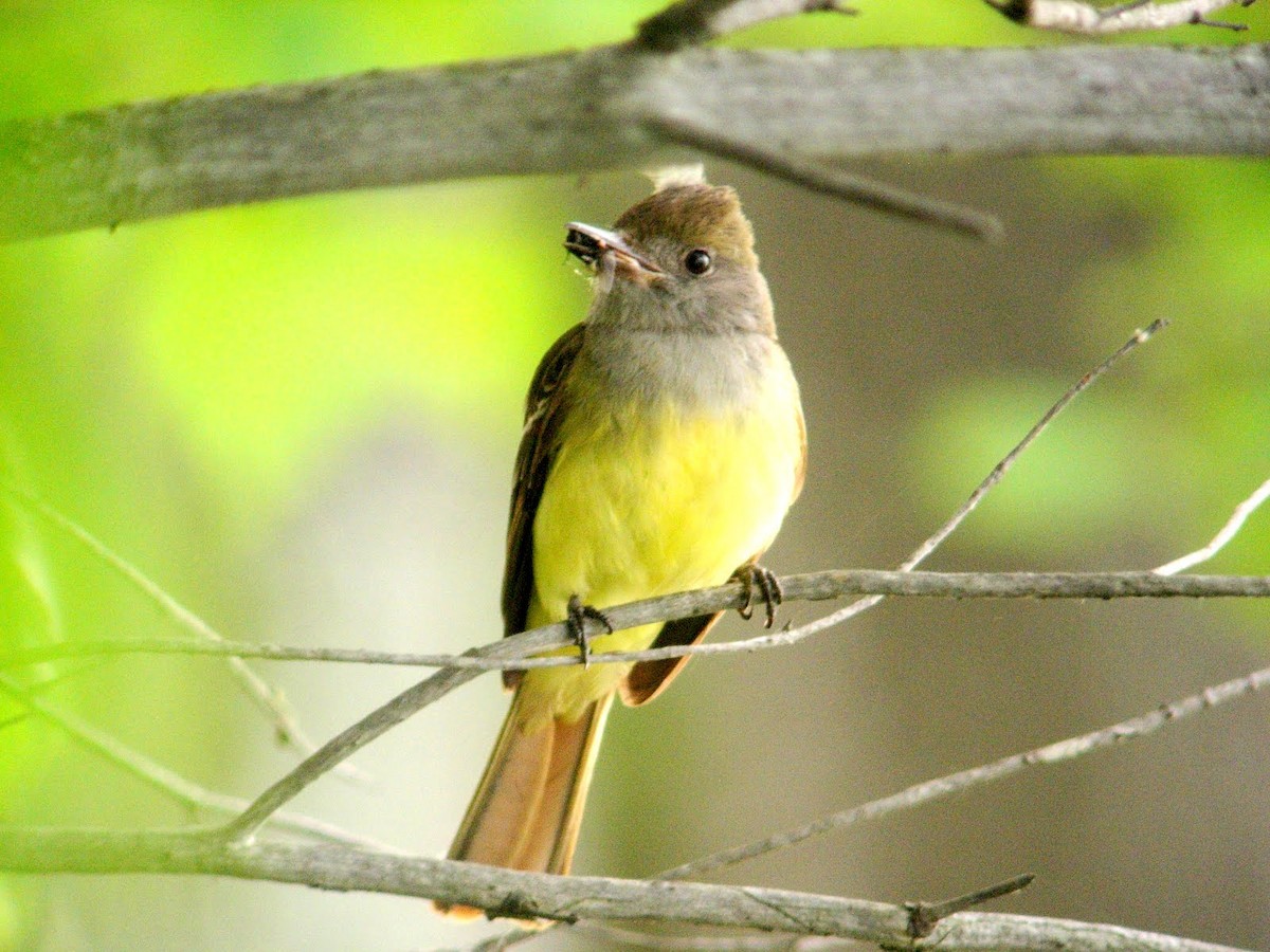 Great Crested Flycatcher - ML273530871