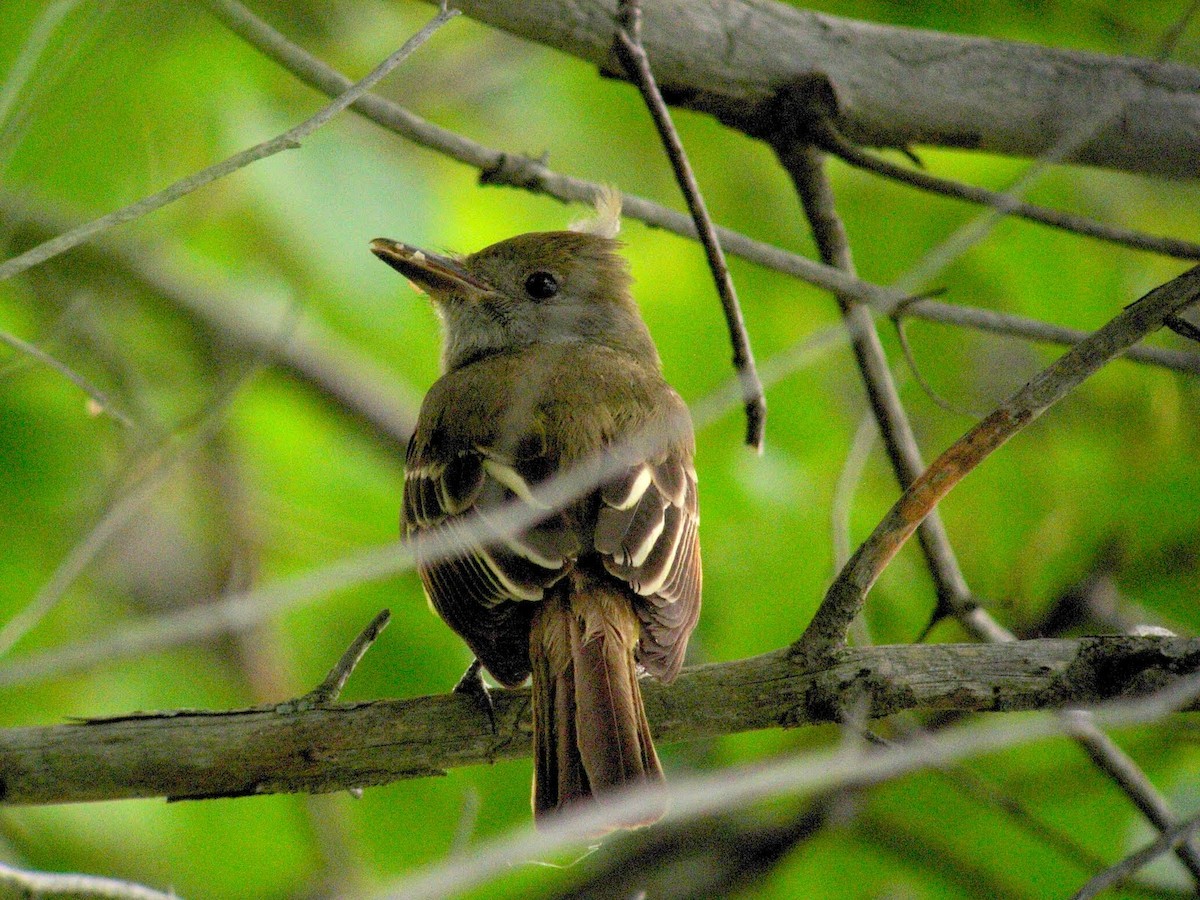 Great Crested Flycatcher - ML273530921