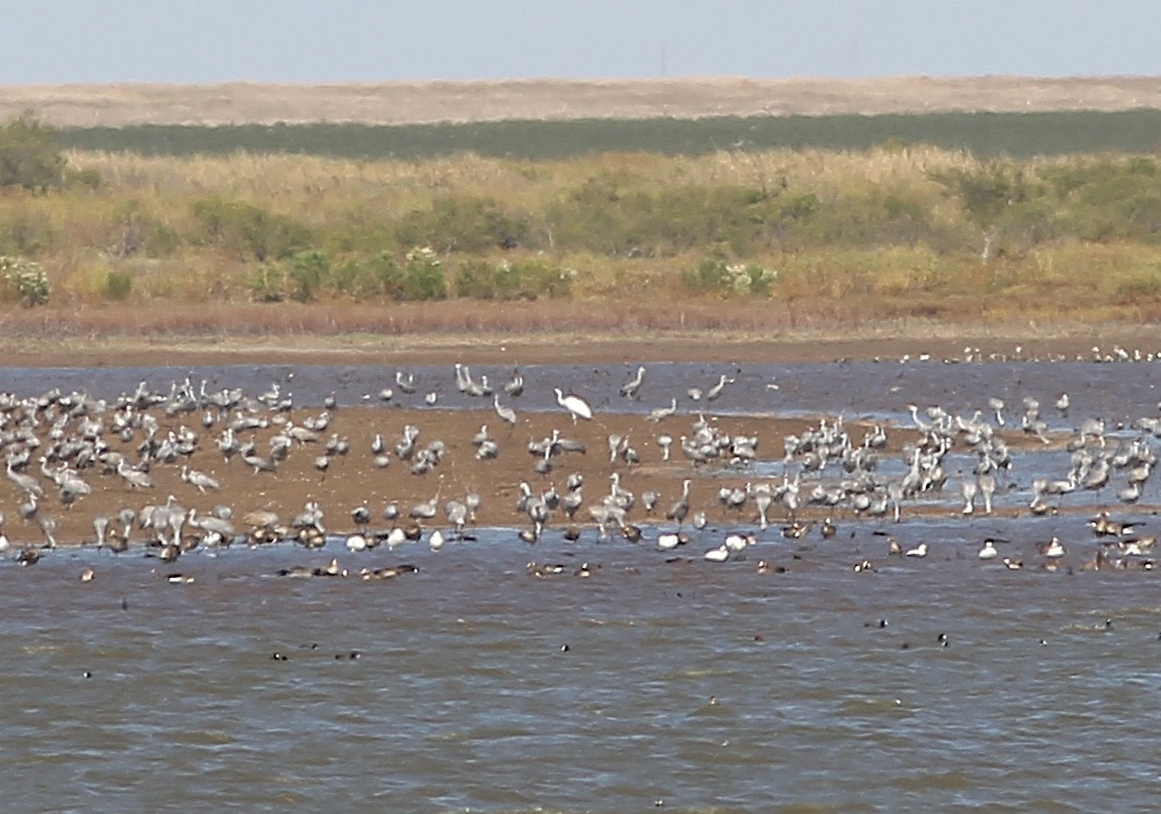 eBird Checklist 22 Oct 2020 Hackberry Flat WMA 41 species (+3