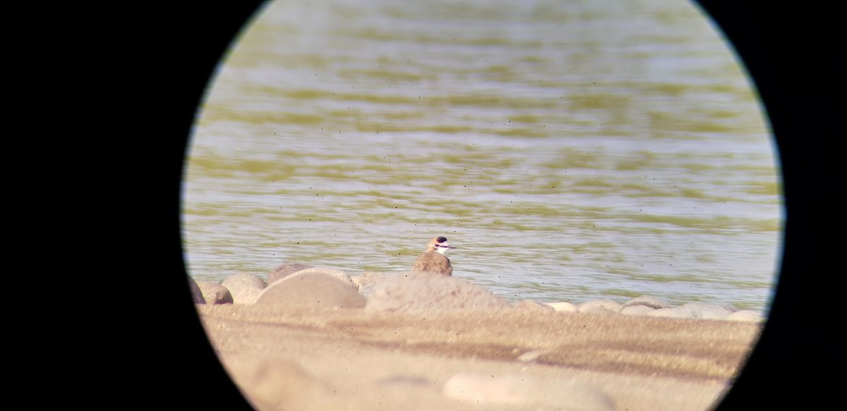 Collared Plover - ML273533651