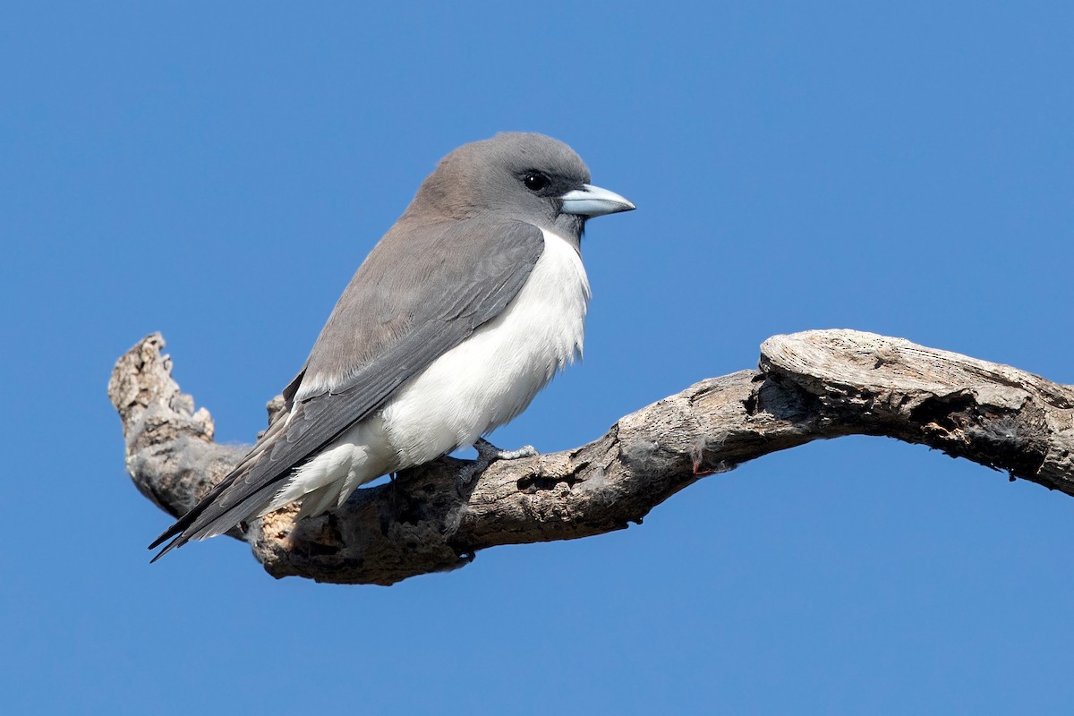 White-breasted Woodswallow - ML273534781