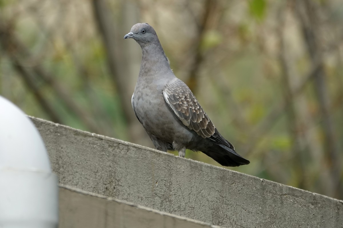 Spot-winged Pigeon - ML273537291