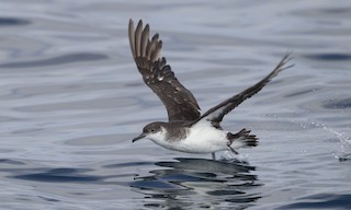  - Manx Shearwater