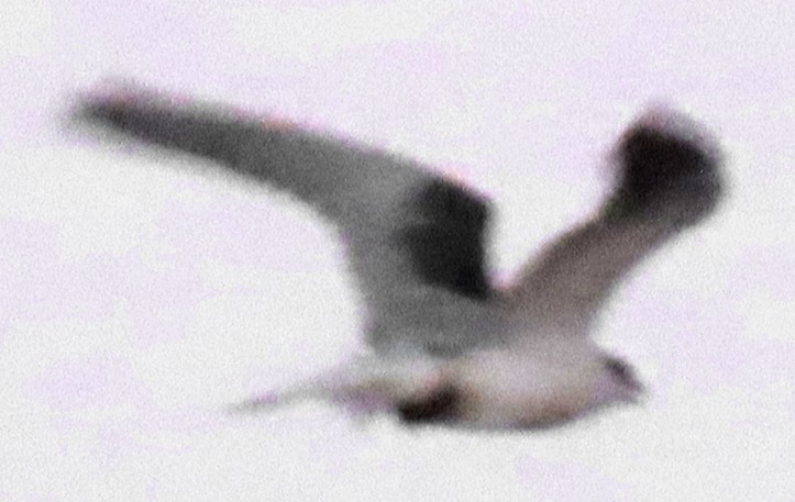 White-tailed Kite - ML273541231
