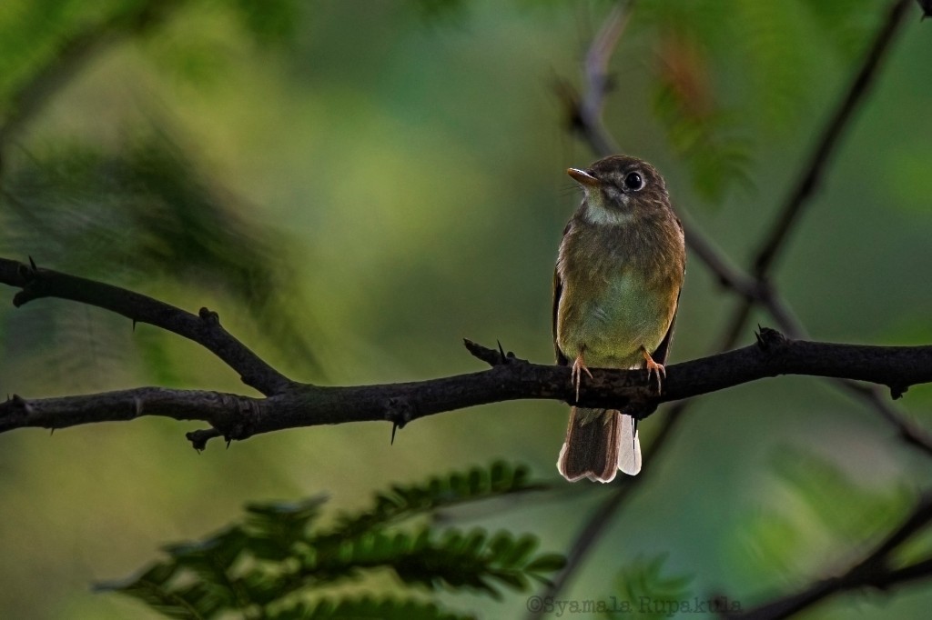 Brown-breasted Flycatcher - ML273543881