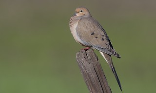  - Mourning Dove