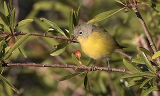  - Nashville Warbler (ridgwayi)