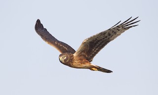  - Northern Harrier