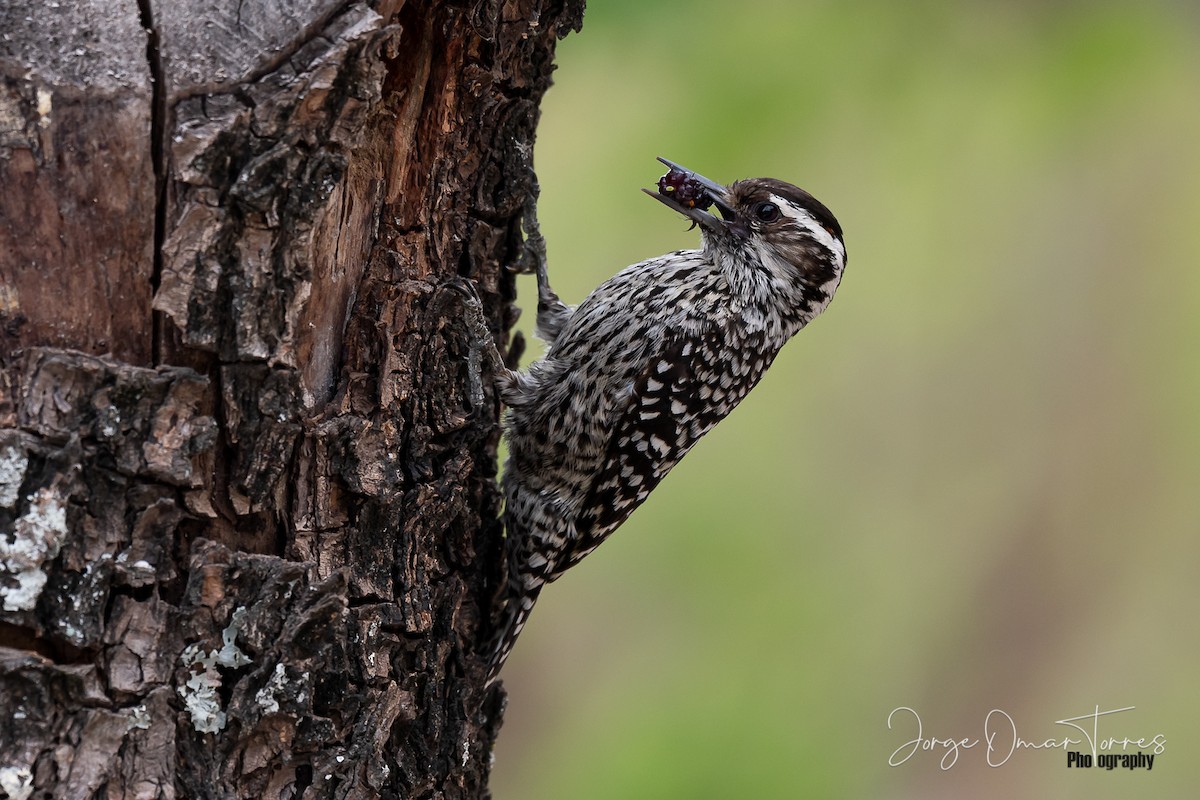 Checkered Woodpecker - Jorge Omar Torres