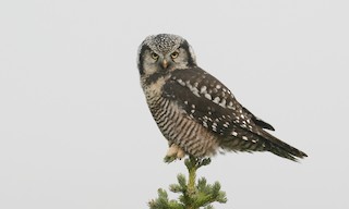  - Northern Hawk Owl