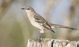  - Northern Mockingbird