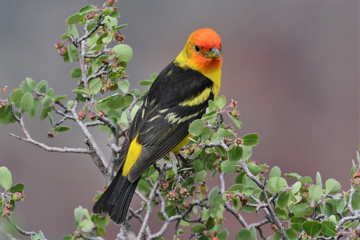 Western Tanager - ML27355461