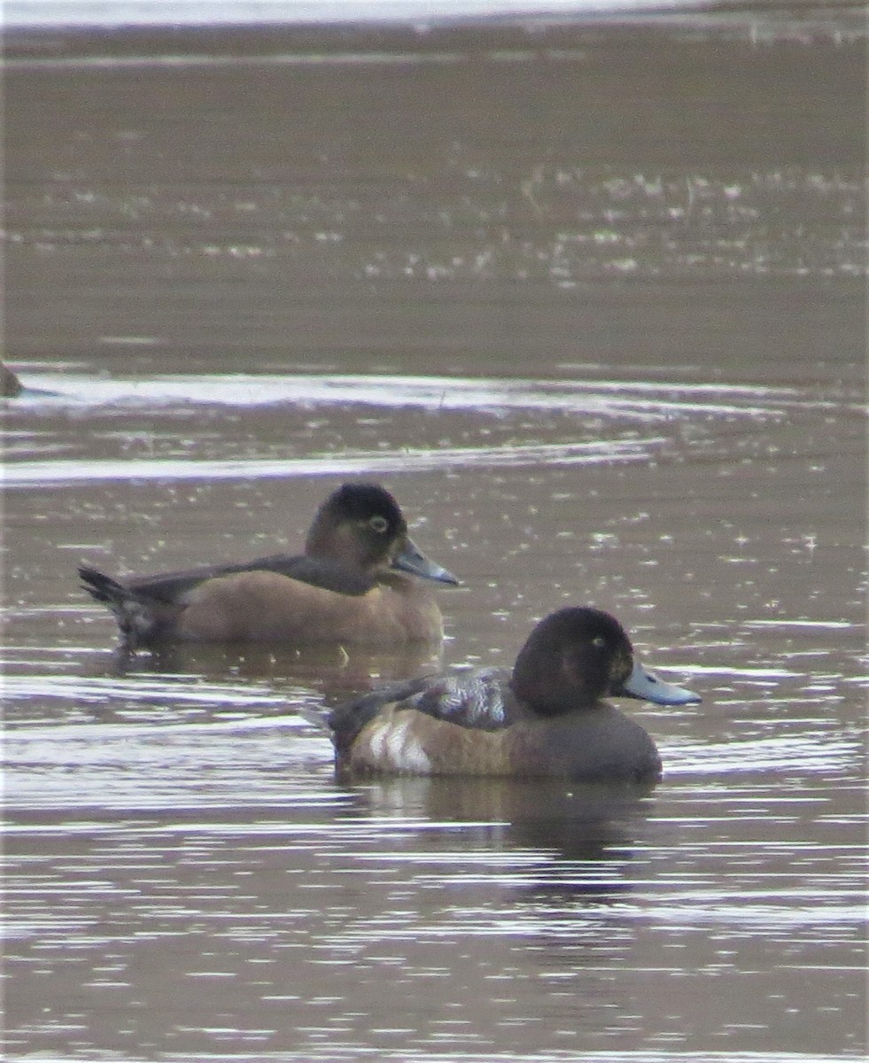 Ring-necked Duck - Maggie Smith