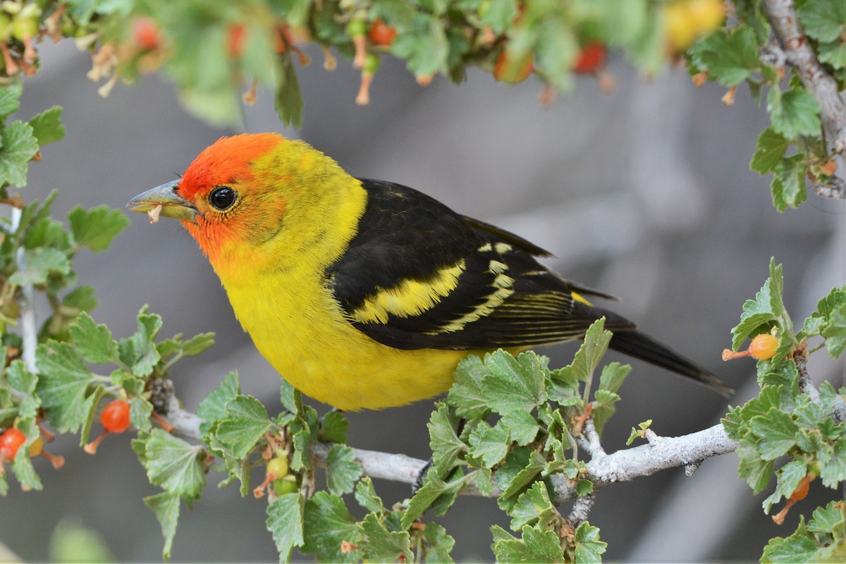 Western Tanager - ML27355711