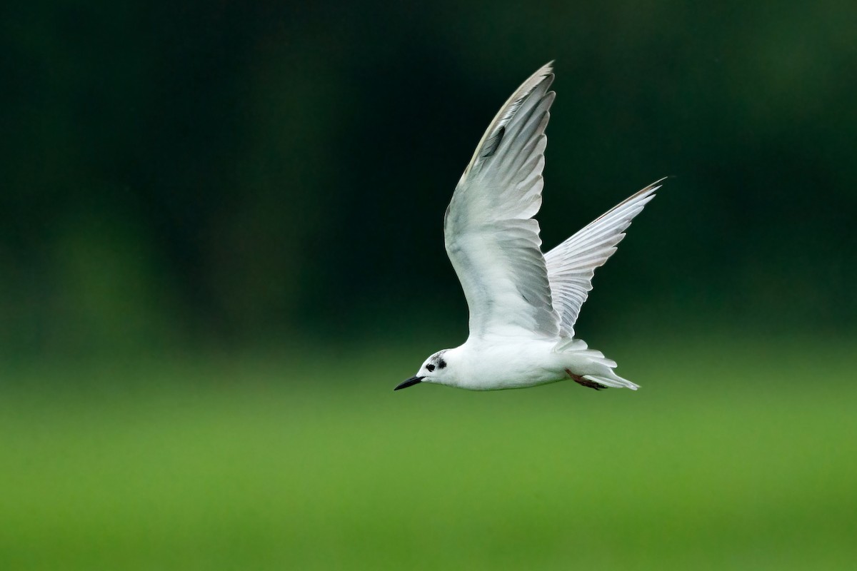 White-winged Tern - David Irving