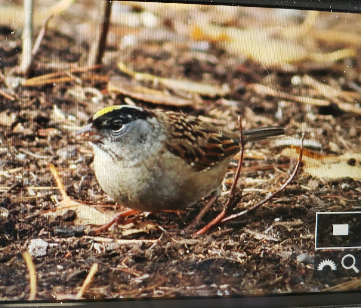 Golden-crowned Sparrow - ML273565291