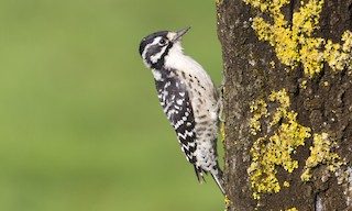  - Nuttall's Woodpecker