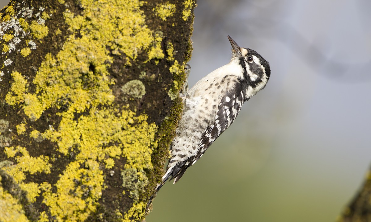 Nuttall's Woodpecker - ML27356641