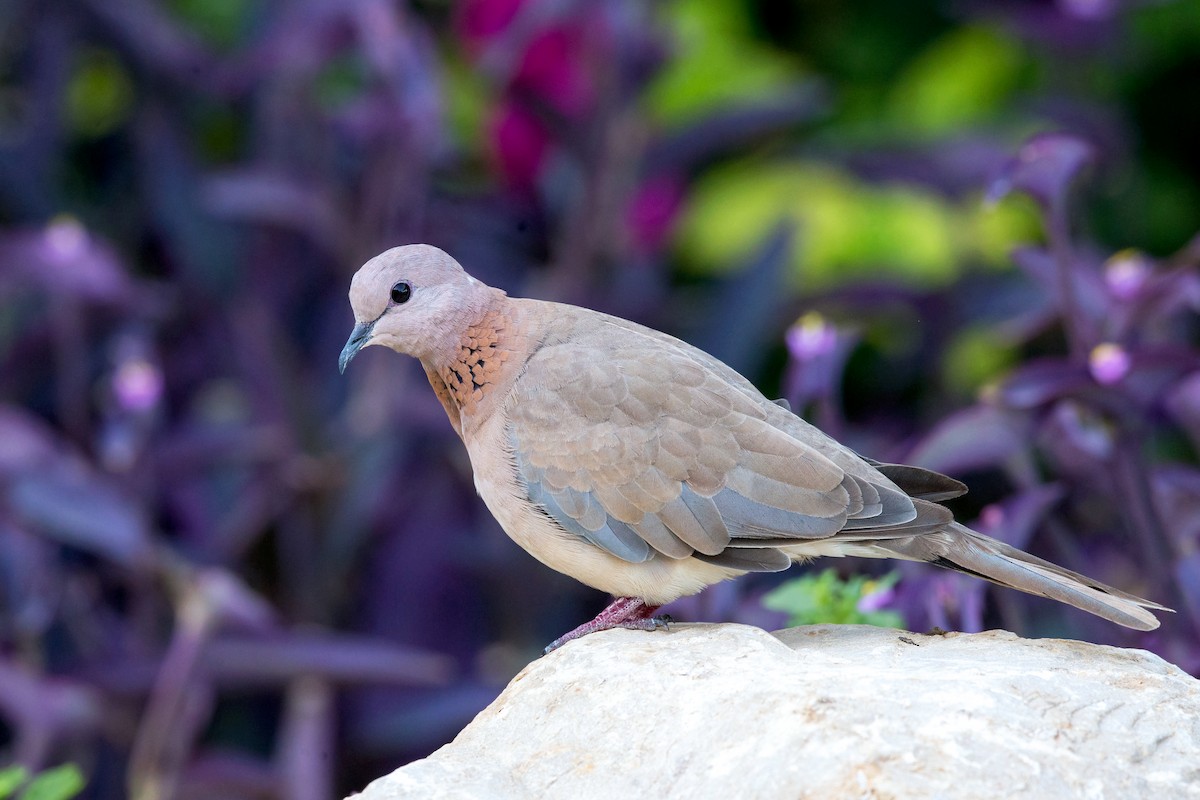 Laughing Dove - ML273567101
