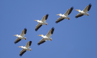  - American White Pelican