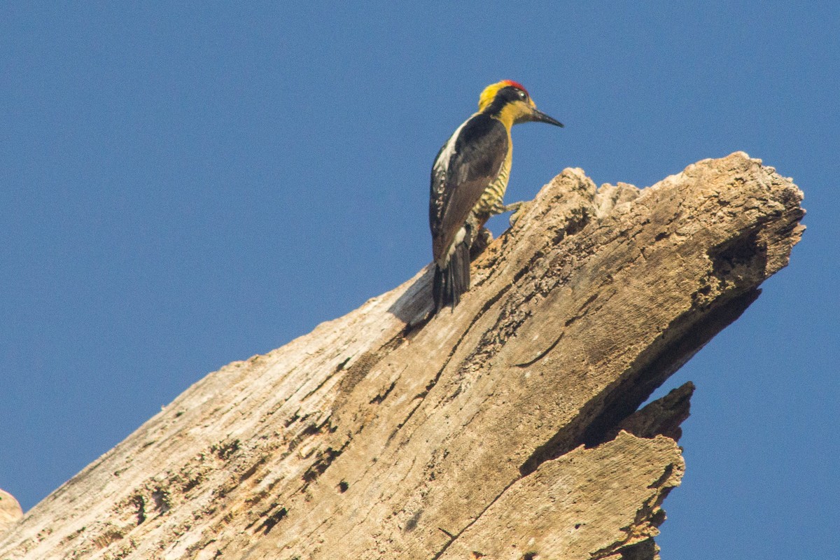 Golden-naped Woodpecker - Andrés  Pereira