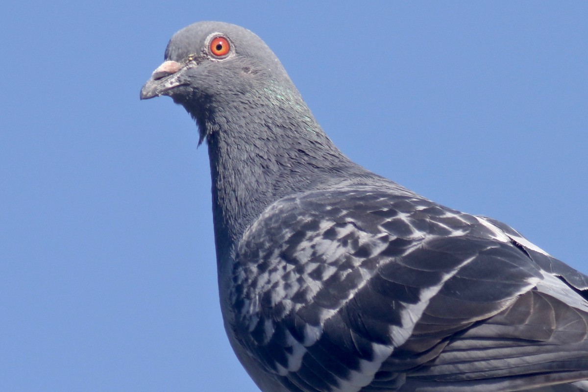 Rock Pigeon (Feral Pigeon) - Gil Ewing