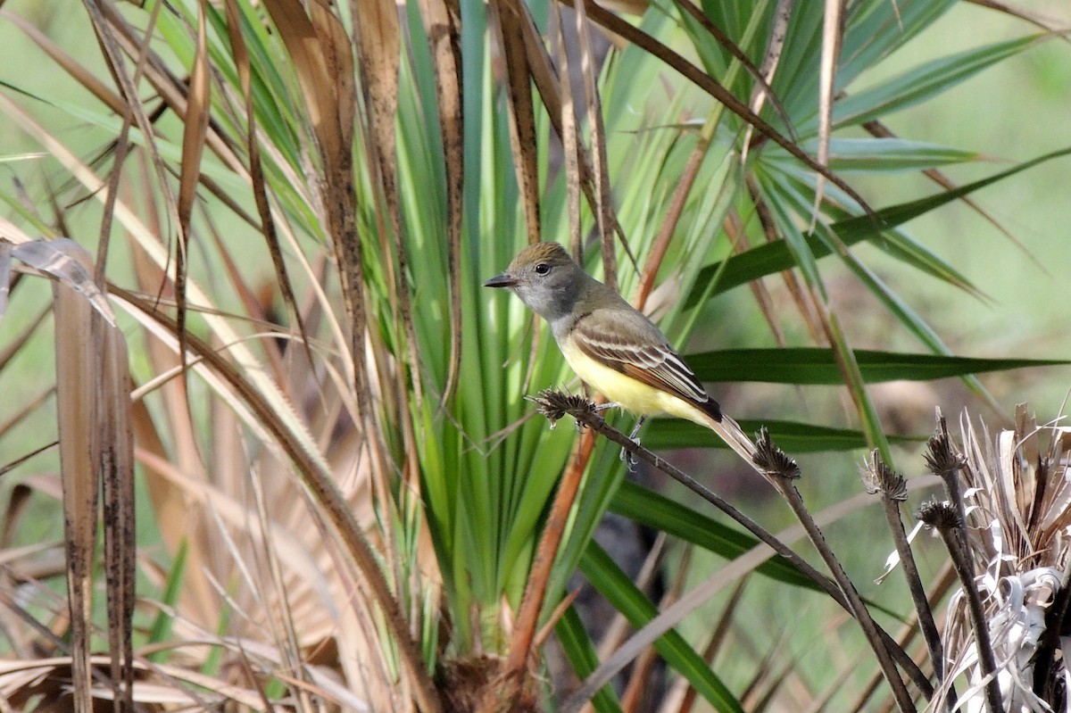 Great Crested Flycatcher - ML27357501