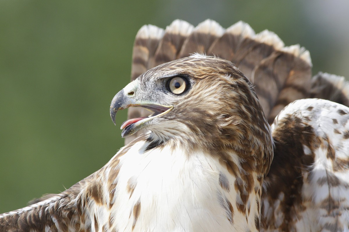 Red-tailed Hawk - Kyle Lima