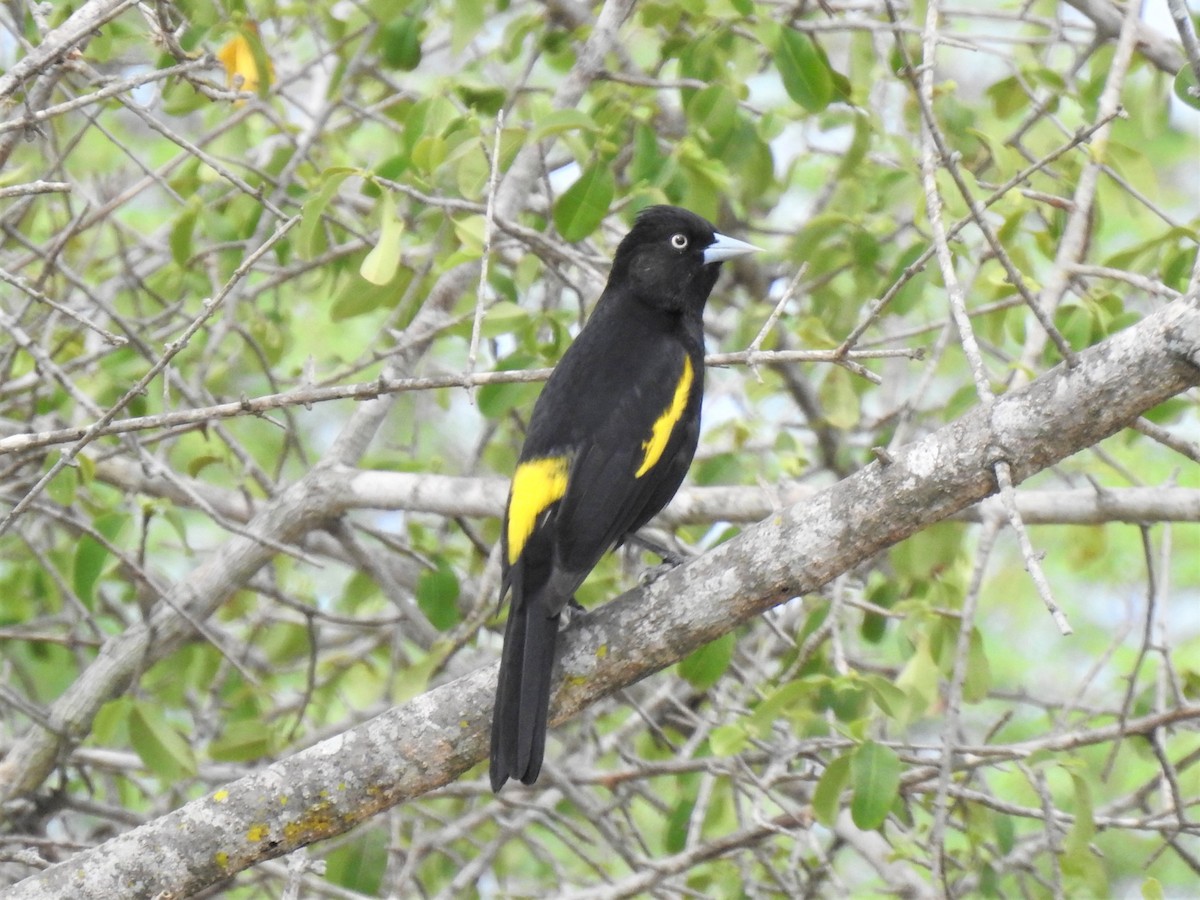 Golden-winged Cacique - ML273581811