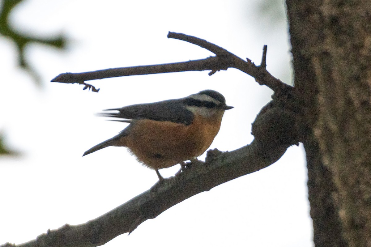 Red-breasted Nuthatch - Jeremy Cushman