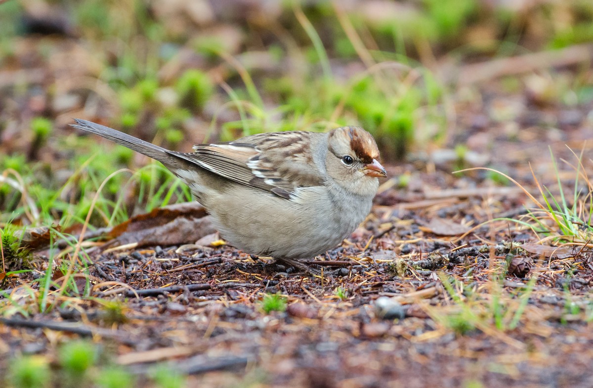 White-crowned Sparrow - ML273588691