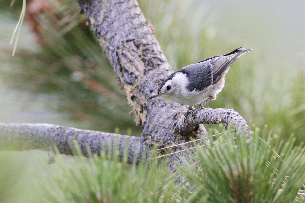 White-breasted Nuthatch (Interior West) - Kyle Lima