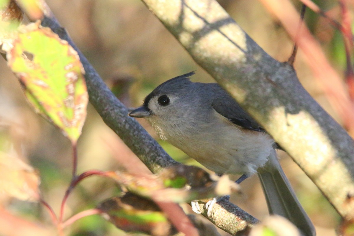 Tufted Titmouse - Devin Griffiths